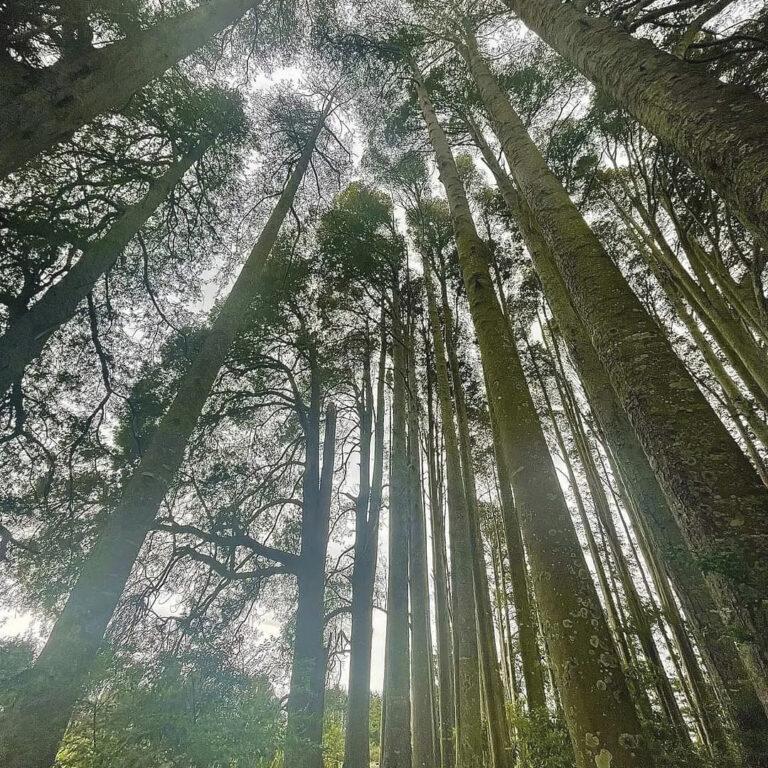 Chainsaws halted at logging of century-old trees