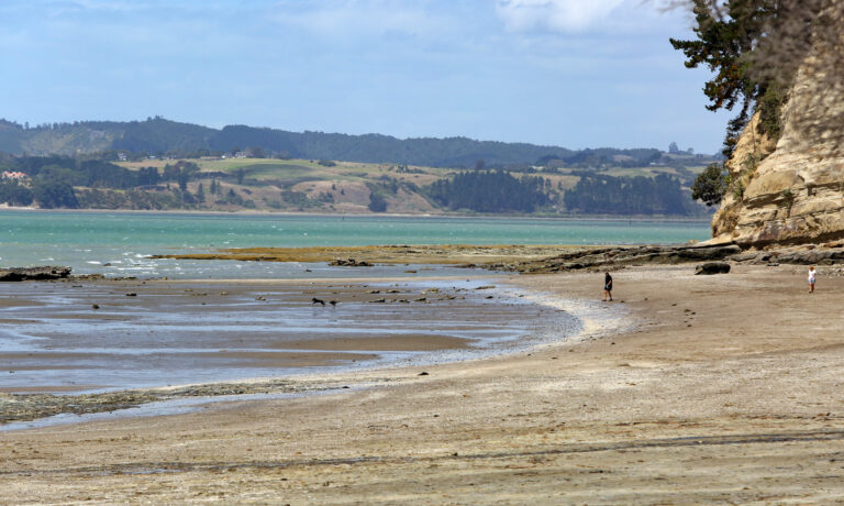 Beach users say dogs causing problems
