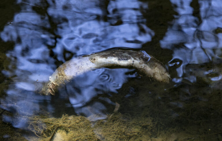 Fight to protect aquatic life