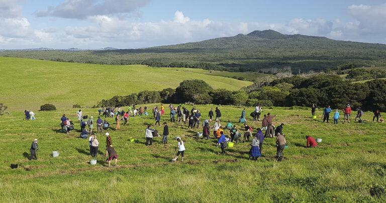 Motutapu planting success