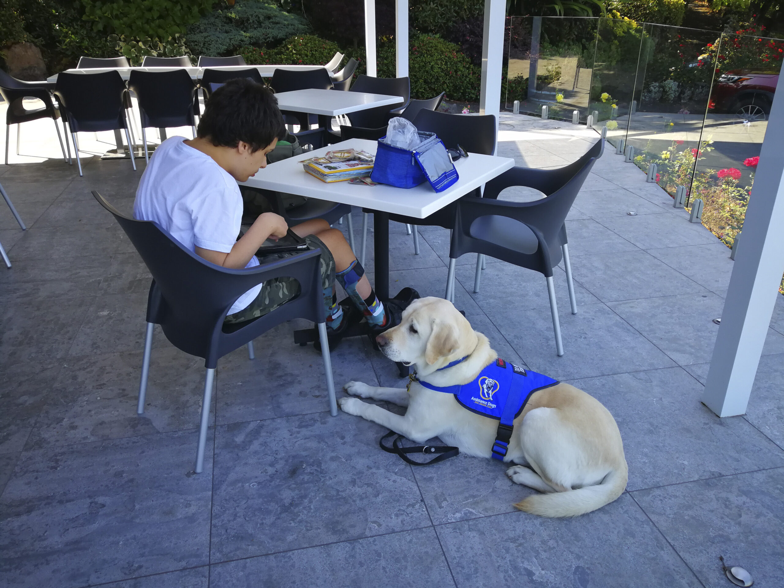 Assistance dogs changing lives