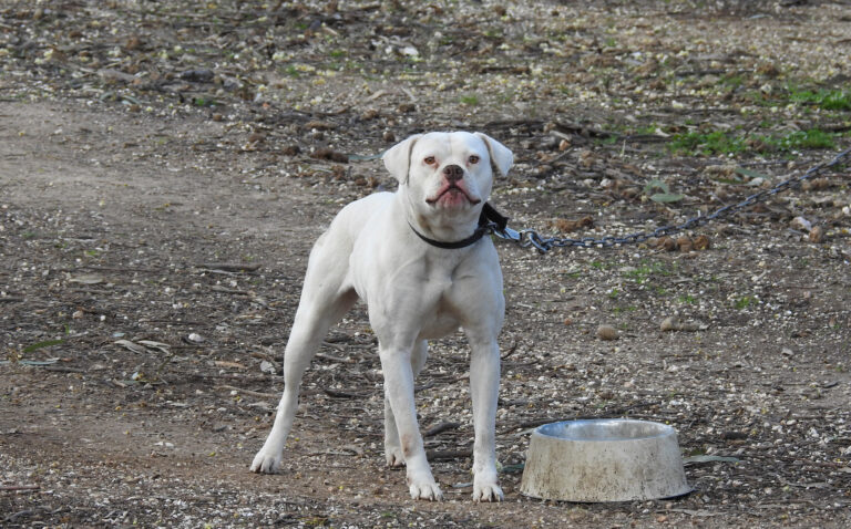 Dog attacks hit five-year high