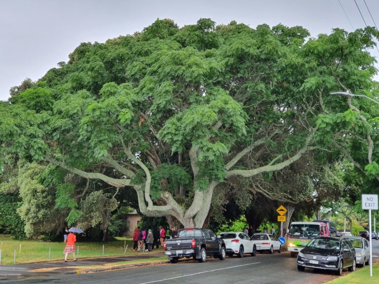 Finding Auckland’s special trees 2022