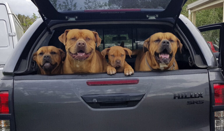 Preparing your pets for the festive season