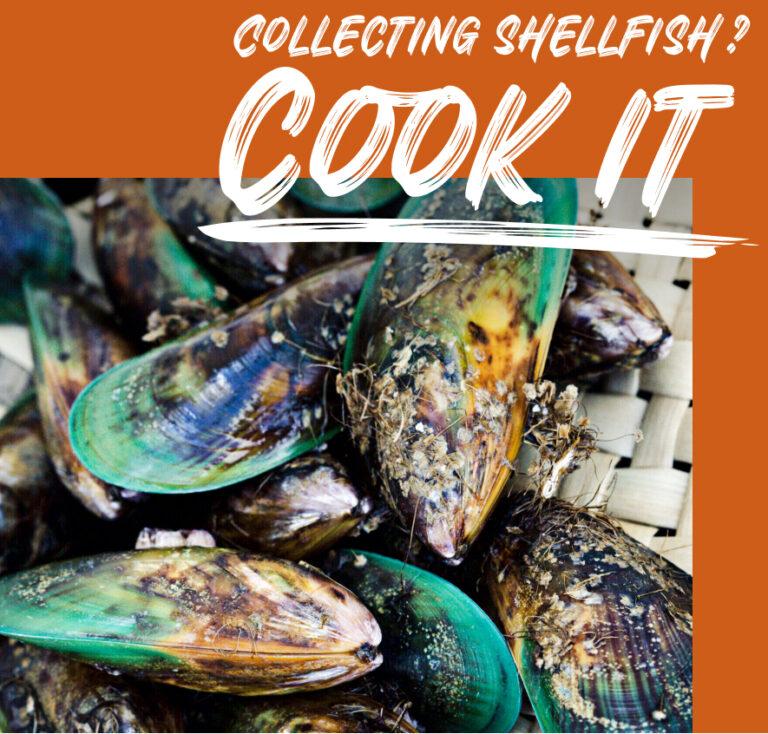 Collecting shellfish this summer? Cook it to be safe