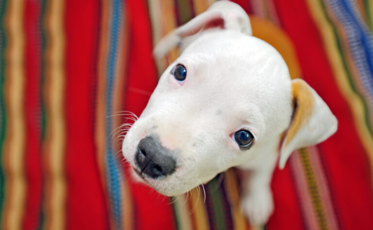 Beware puppy sale scams