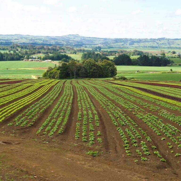 Fresh vegetables face contamination risk from floodwaters