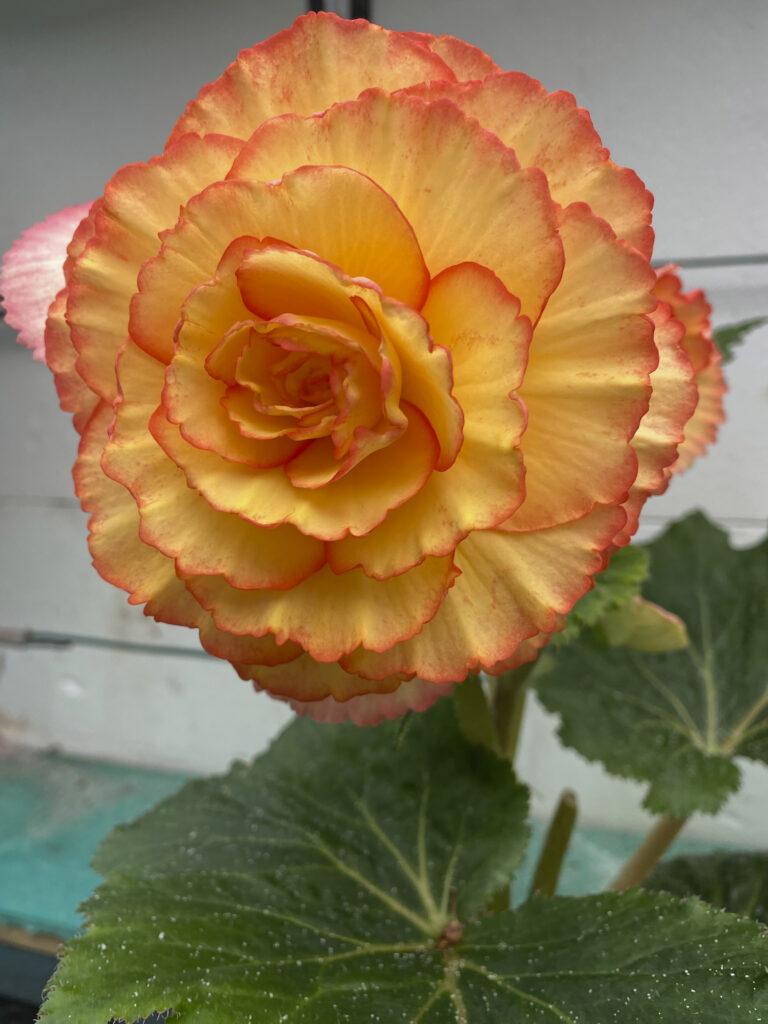 Blooming beautiful begonia festival