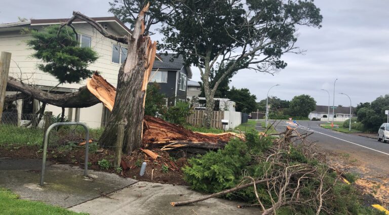 Cyclone fells trees, closes roads