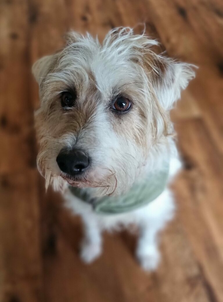 Dog that survived crash starts new life