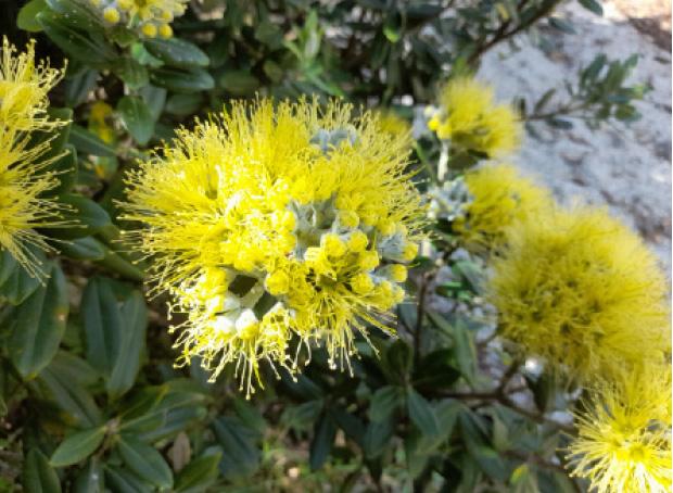 Rare yellow pohutukawa