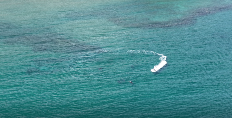 Complaints rise as boats, jetskis get too close to ocean animals
