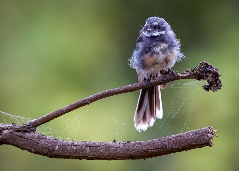 Skilled photographers capture the beauty of nature