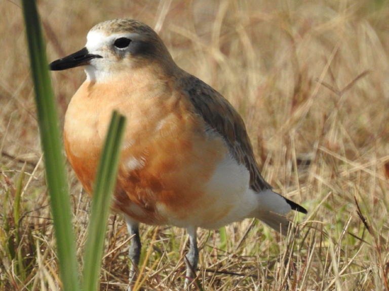 Let’s save the Northern New Zealand Dotterel