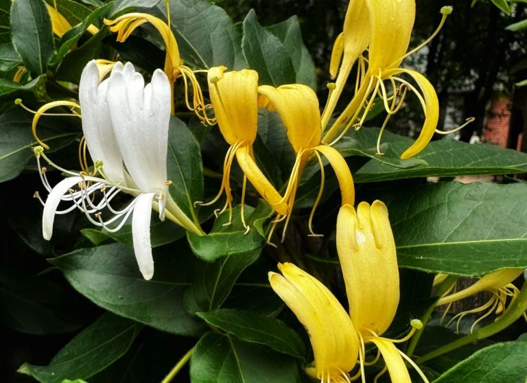 Not all honeysuckle is good for environment