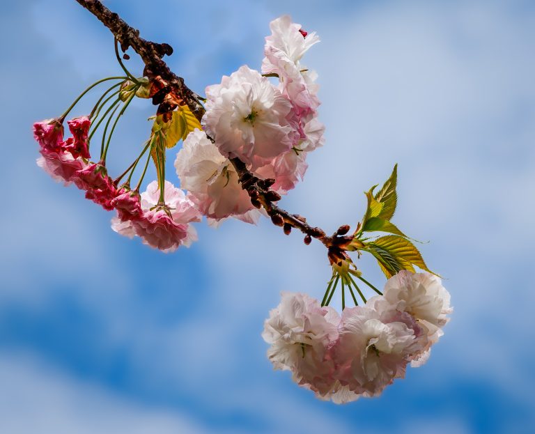 Cherry Blossom Festival