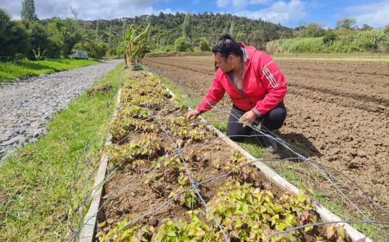 Auckland Council funding Māori-led climate responses