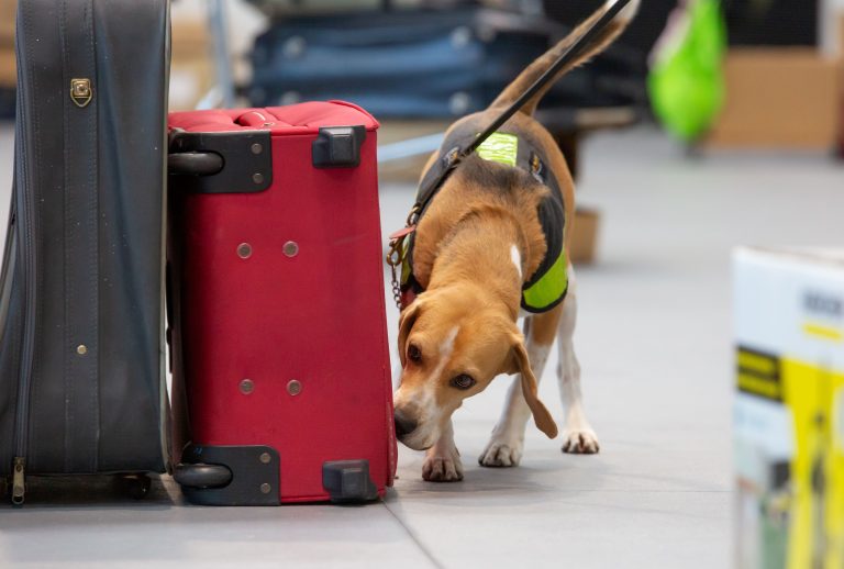 Carved cow skull among items stopped at border