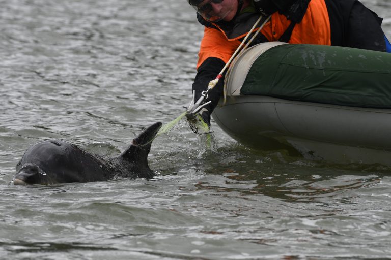 Entangled dolphin injured by fishing net