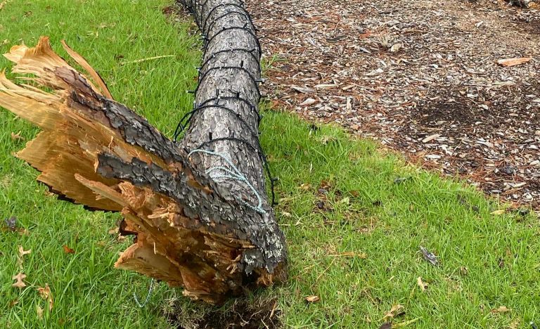 Wind rips large branch from tree on Stockade Hill