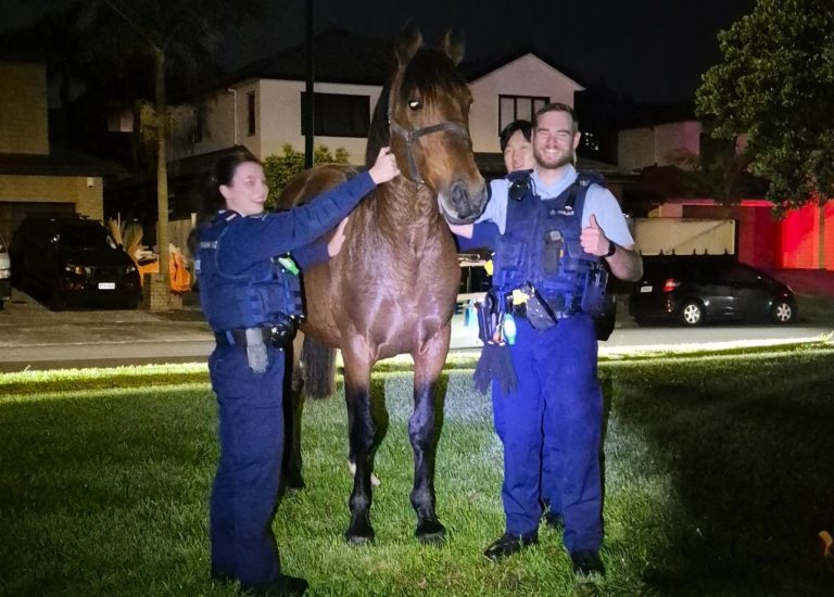 Horse on loose rounded up in Flat Bush