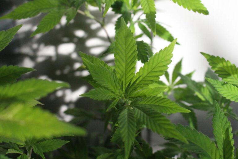 East Auckland home hiding cannabis cultivation operation