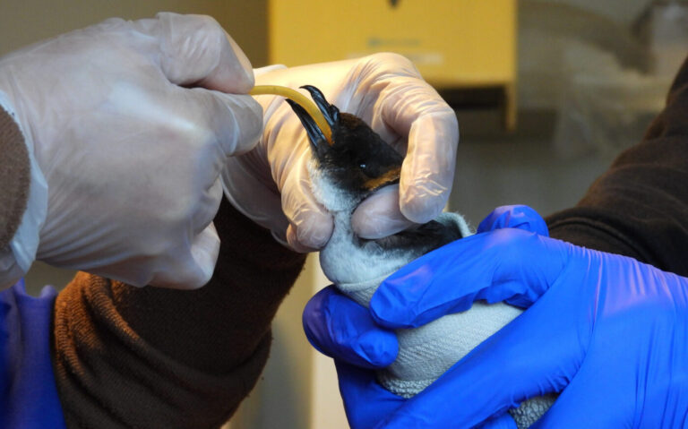 Emotional release for rehabilitated bird