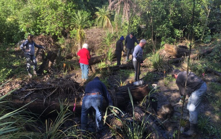 Bringing back native bush – local success story