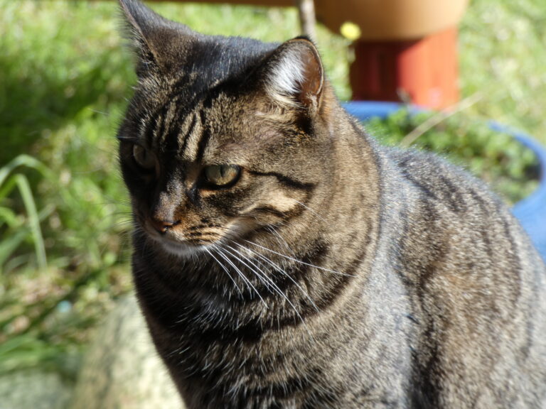 Cats versus dogs – the age-old question