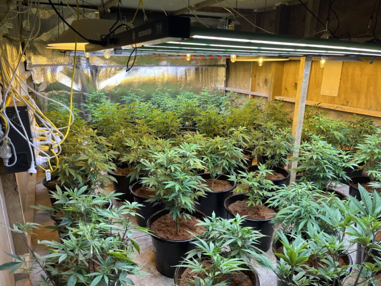 Police seize cannabis plants from east Auckland property