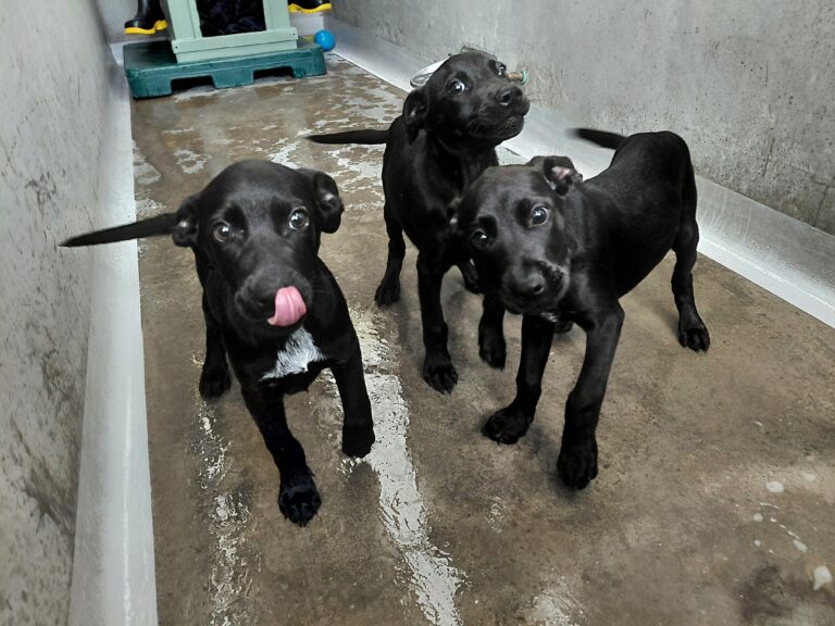 Police: Innocent pups rescued after disturbing incident