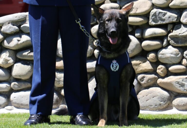 Police dog tracks teen after firearm incident